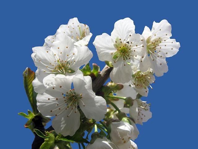 tree-pruning-lewisville-tx-640x480-82412868.jpeg