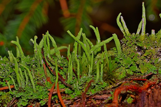 tree-stump-640x480-13749873.jpeg