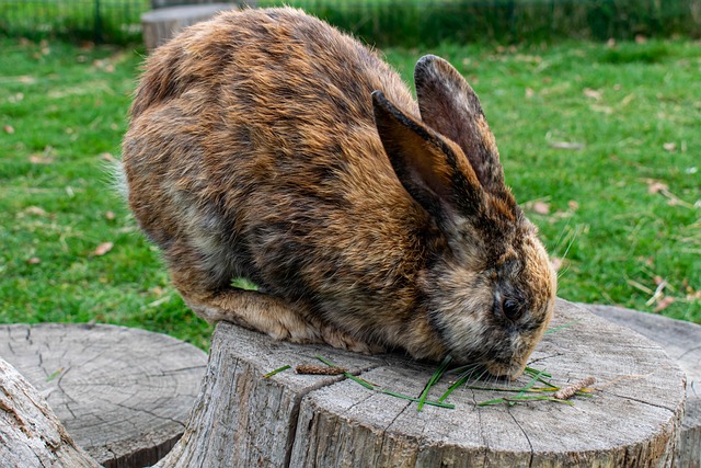 tree-stump-640x480-3062927.jpeg