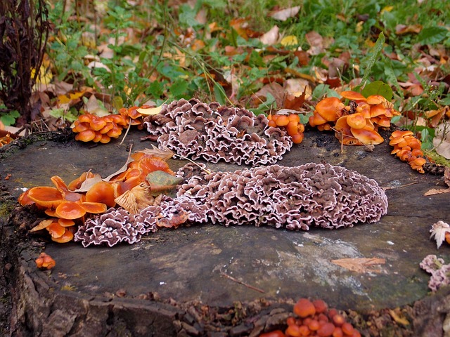 tree-stump-640x480-39899062.jpeg