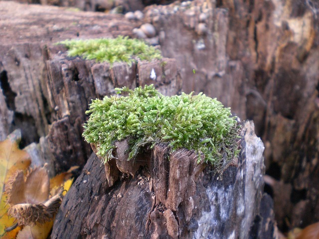 tree stump