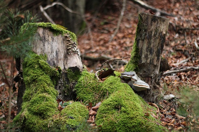 tree-stump-640x480-50956588.jpeg