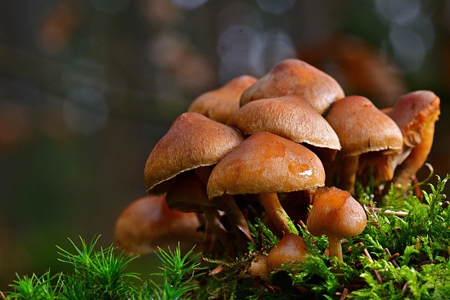 tree-stump-640x480-63332876.jpeg