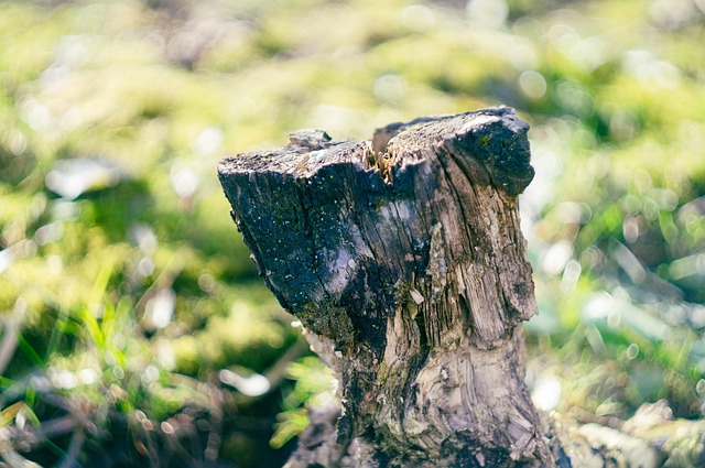 tree-stump-640x480-65751035.jpeg