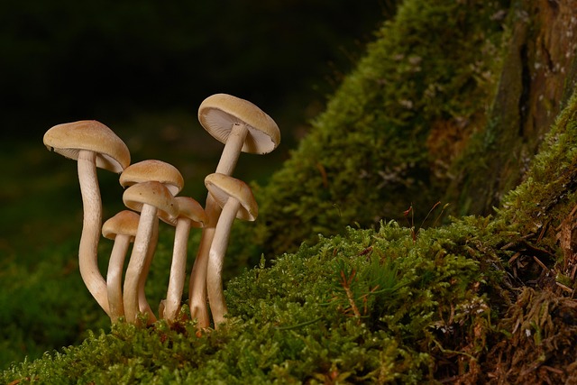 tree-stump-640x480-90030767.jpeg