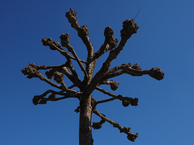 tree trimming lewisville tx
