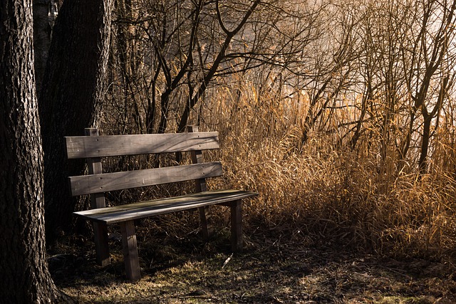 trees-640x480-86765773.jpeg