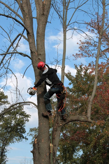 arborist lewisville tx