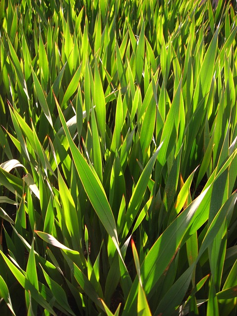 artificial turf
