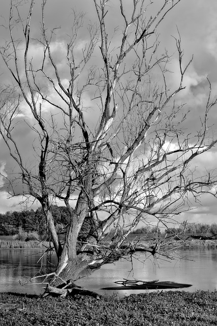 dead tree removal carrollton tx