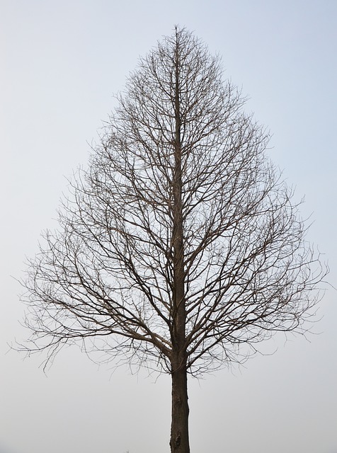dead tree removal carrollton tx