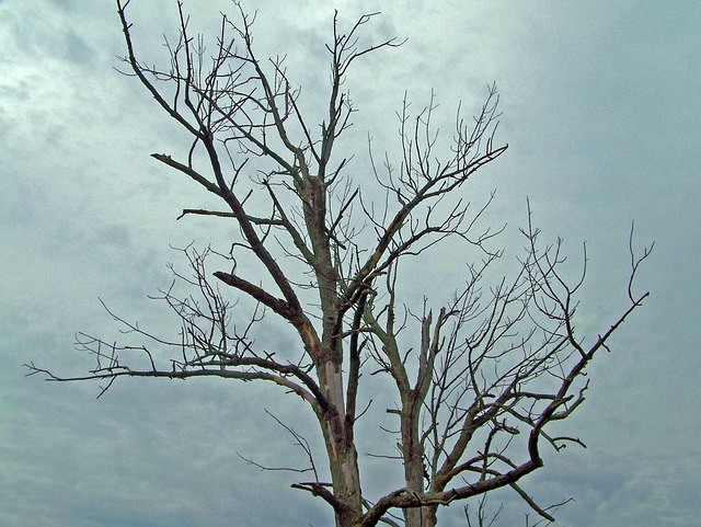 dead tree removal carrollton tx