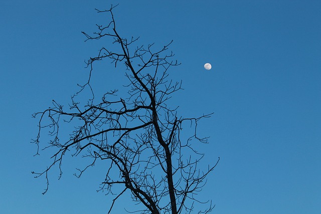 dead tree removal carrollton tx