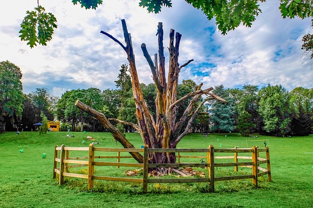 dead tree removal carrollton tx