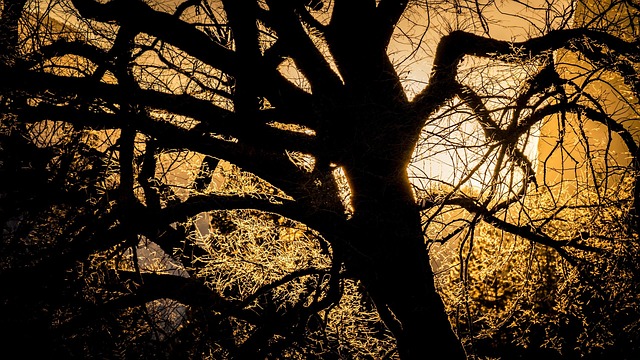 dead tree removal lewisville tx