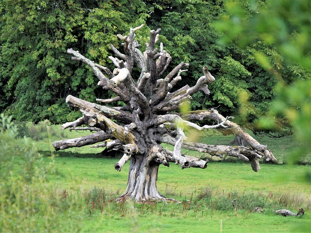 dead-tree-removal-lewisville-tx-640x480-4488504.jpeg