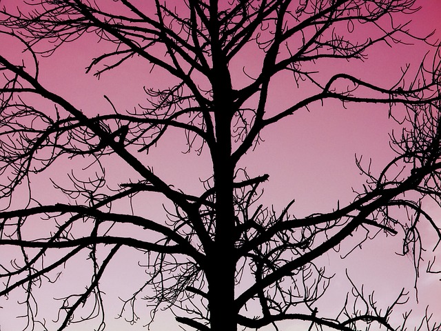 dead tree removal lewisville tx