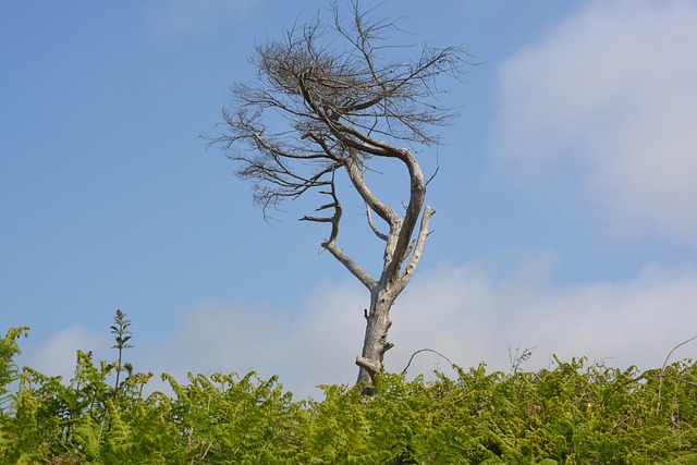 dead tree removal lewisville tx
