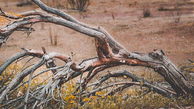 dead tree removal lewisville tx