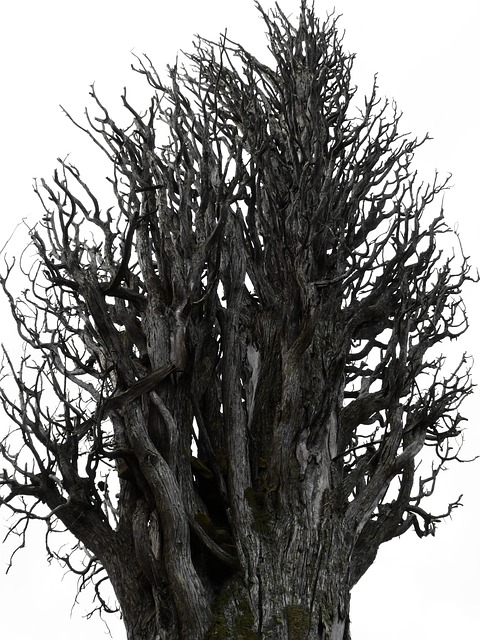 dead tree removal lewisville tx