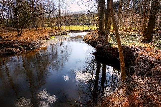 Expert Emergency Tree Removal Carrollton TX: Safe Extraction