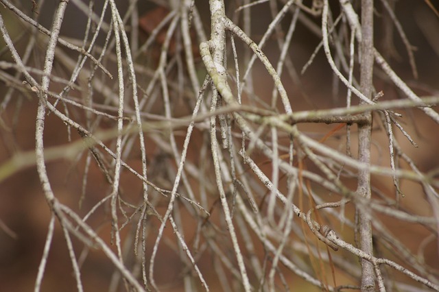 emergency-tree-removal-lewisville-tx-640x480-57652620.jpeg