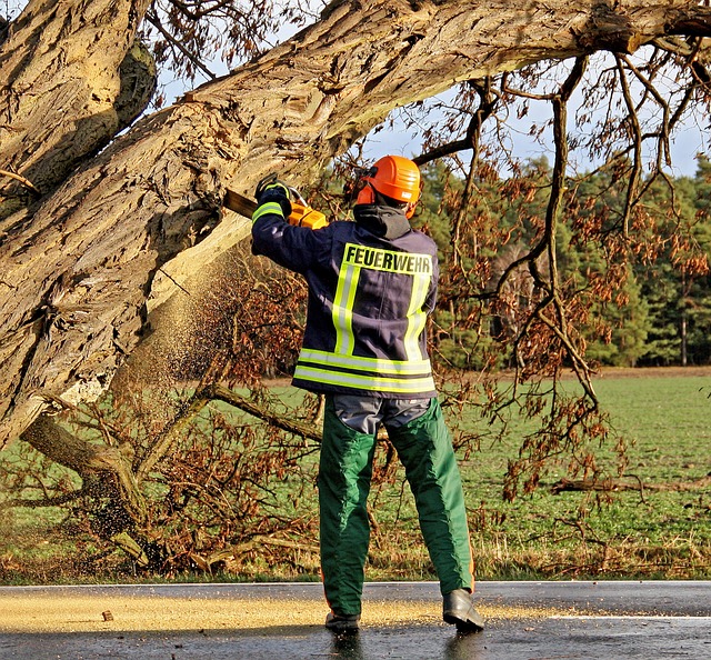 Emergency Tree Removal Lewisville TX: Safety-Focused Experts