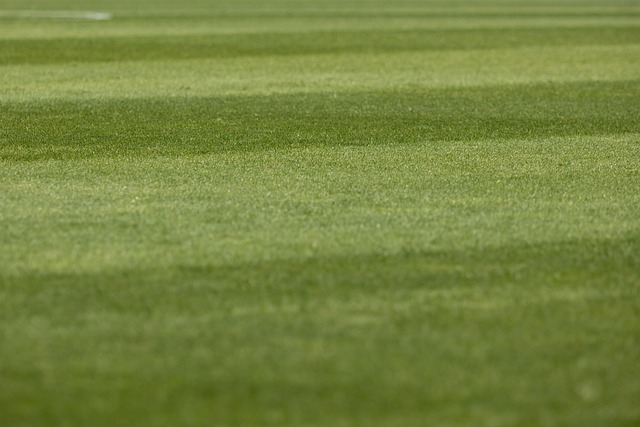 lawn-640x480-16711269.jpeg