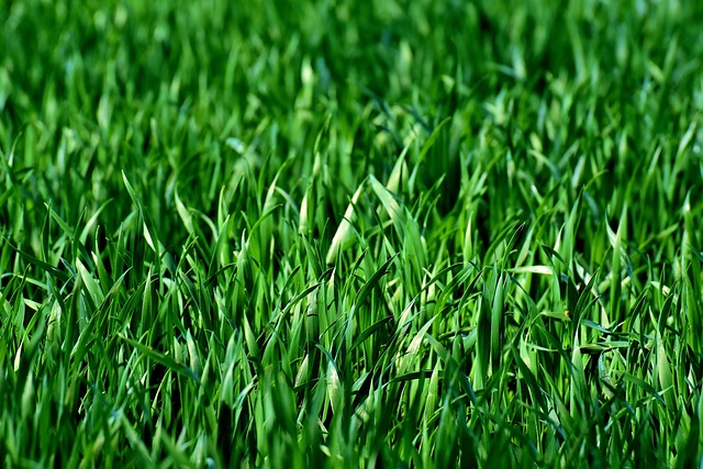 Custom Sod Selection for Healthy Lawns in Portland OR Installation