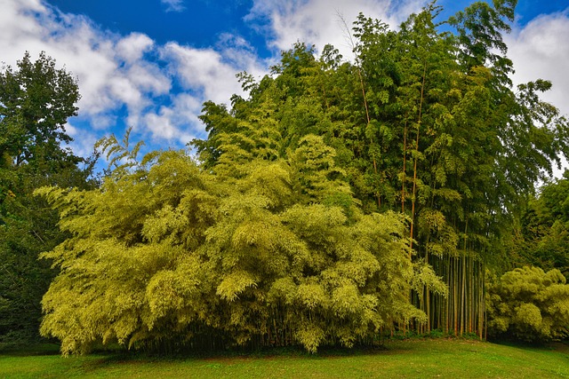lawn