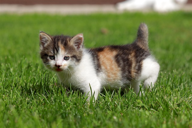 lawn-640x480-73970433.jpeg