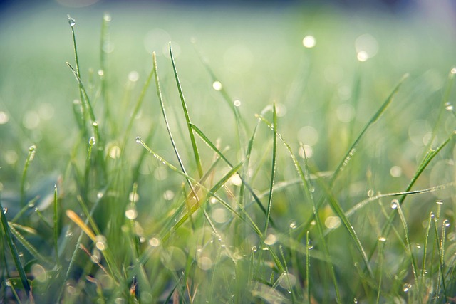 lawn