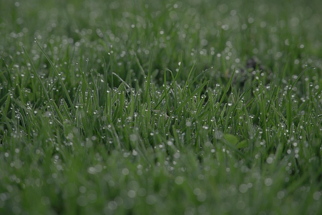 lawn