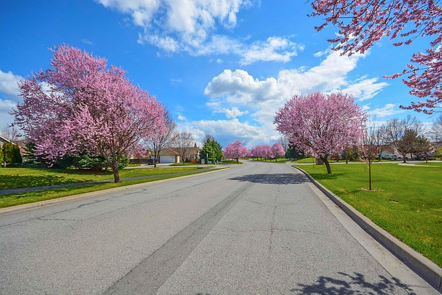 residential trees service carrollton tx