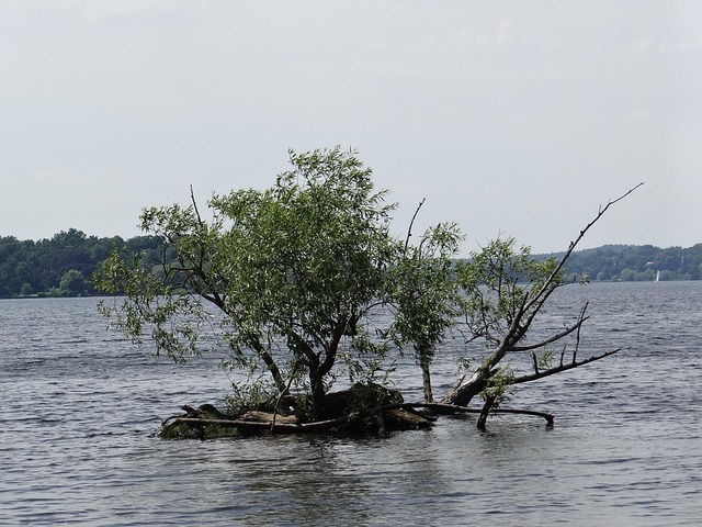 Storm Damage Tree Removal: Carrollton TX Professionals Guide