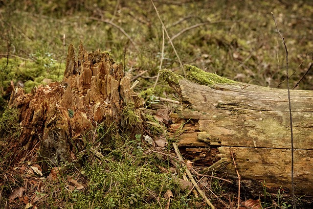 Storm Damaged Tree Removal Carrollton TX: Safety & Restoration Guide