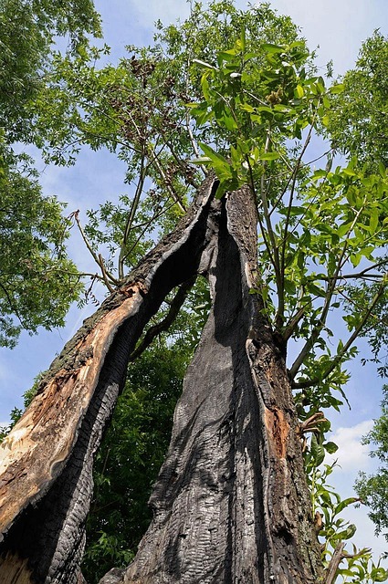 storm damaged tree removal carrollton tx