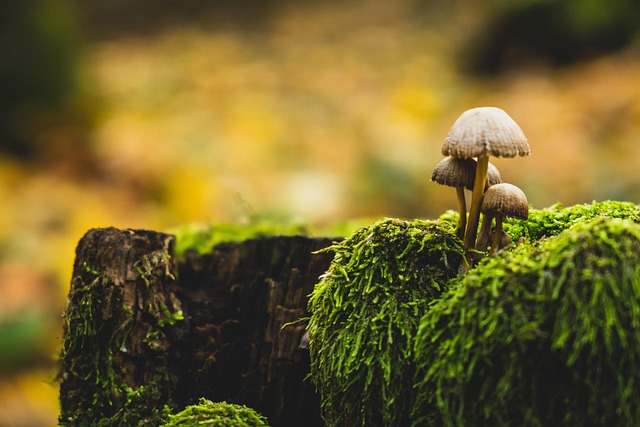 Quick Stump Disposal: Lewisville TX Solutions for Clean Landscaping