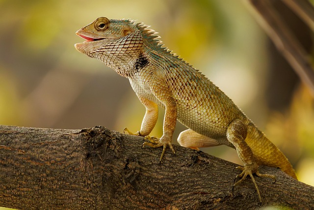Allen TX Tree Care: Preventing and Treating Common Diseases