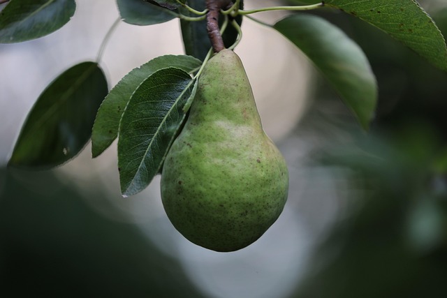 Carrollton TX Tree Care: Revitalize Urban Forest Health