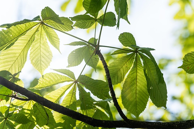 tree-640x480-99588637.jpeg