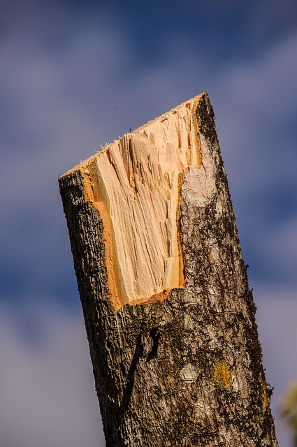 tree-pruning-carrollton-tx-640x480-11587370.jpeg