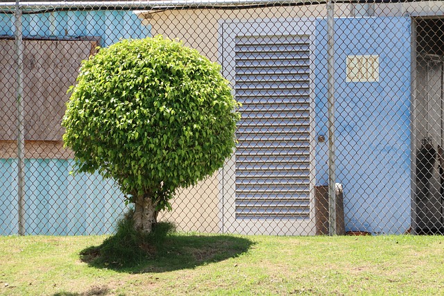 tree pruning carrollton tx