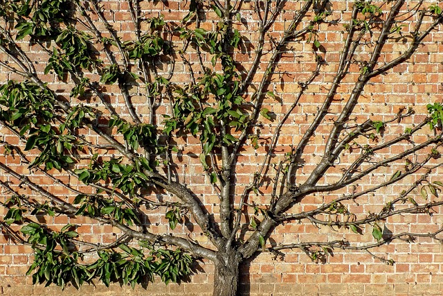 tree pruning carrollton tx