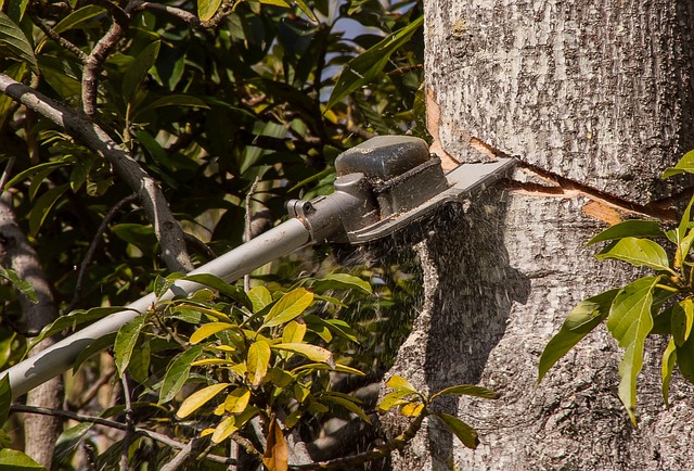 tree pruning lewisville tx