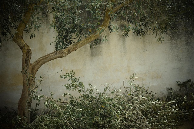 tree pruning lewisville tx
