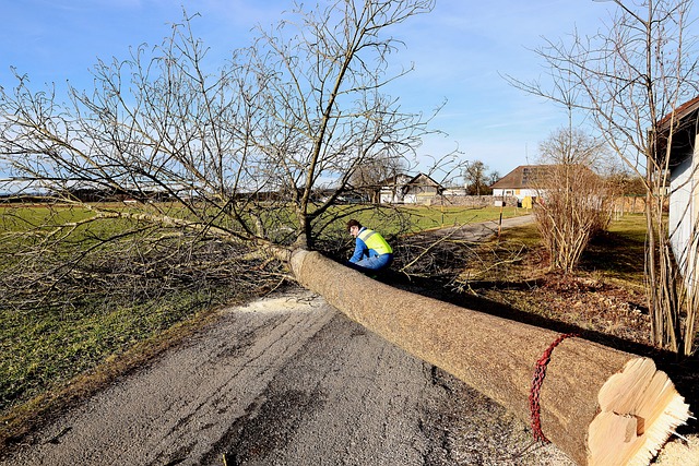 tree pruning lewisville tx