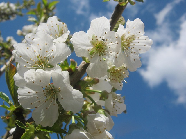 tree-pruning-lewisville-tx-640x480-96889723.jpeg