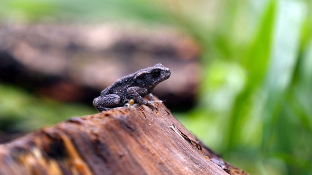 tree stump