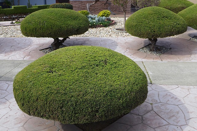 Expert Tree Trimming in Lewisville TX Transforms Landscapes